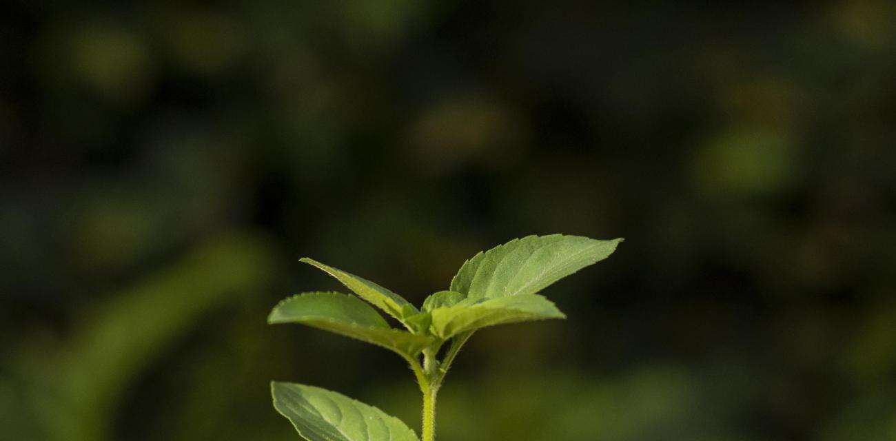 close-up-soil-sprout