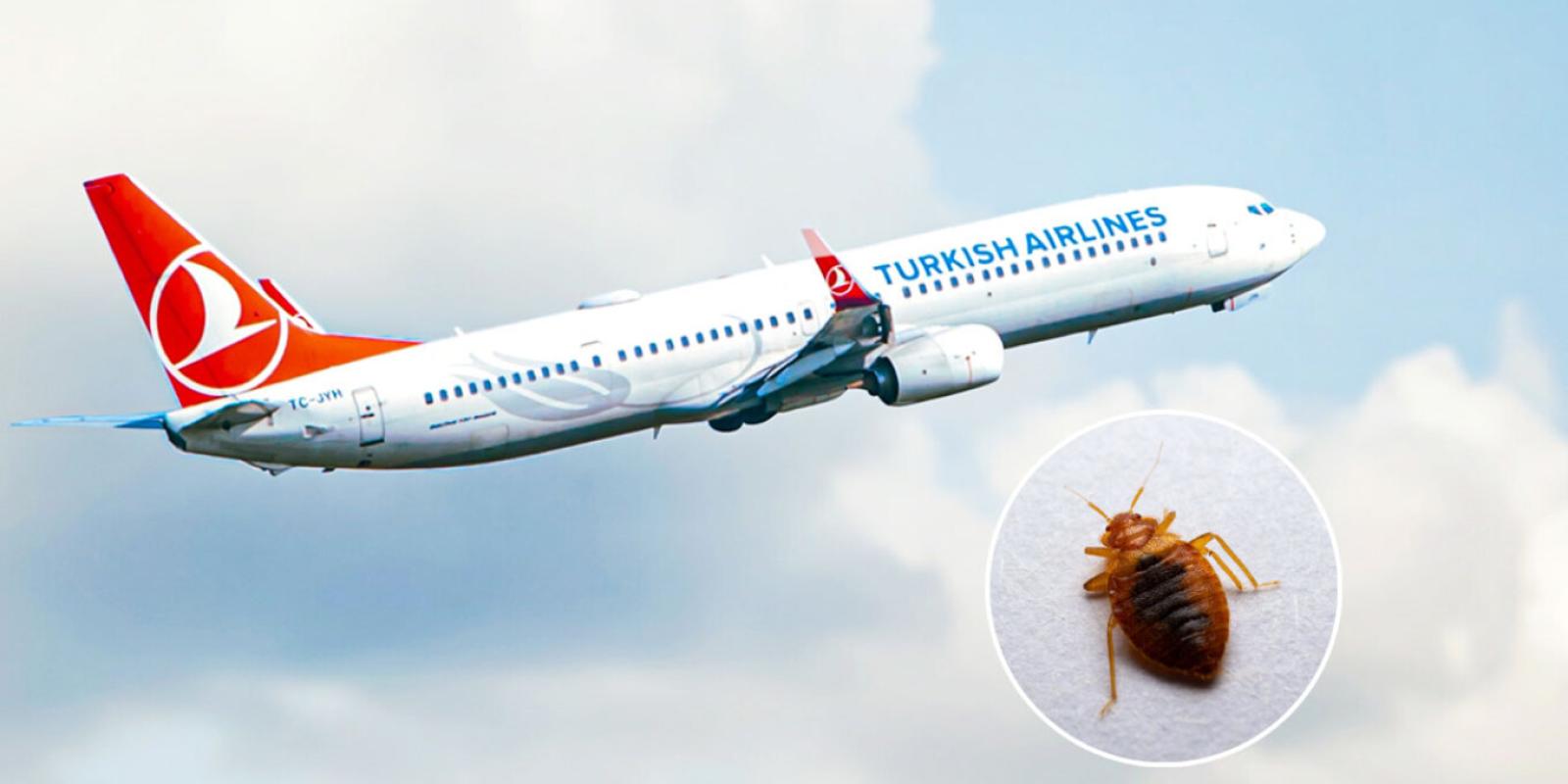 turkish-airlines-bedbugs-mak