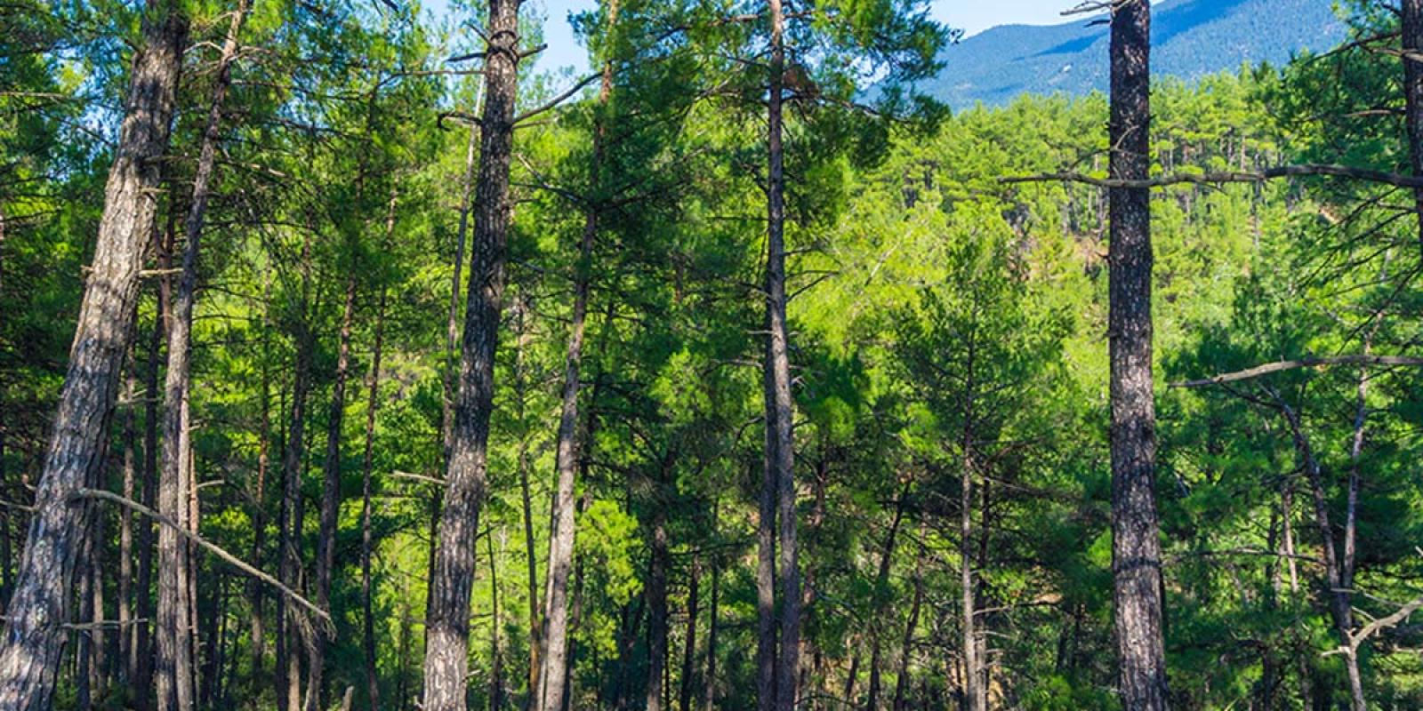 politiki-prostasia-dasos-peloponnisos-perioxes-natura-perivallon-dentra