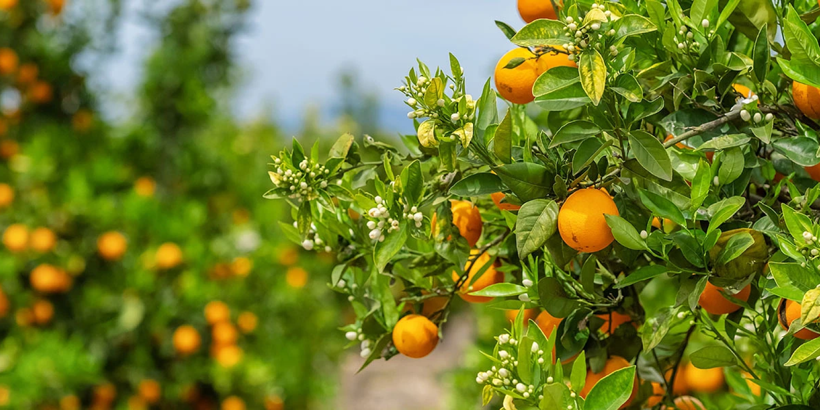orange-trees