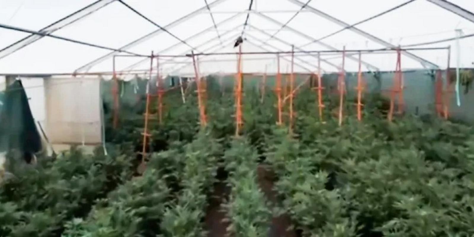 cndf