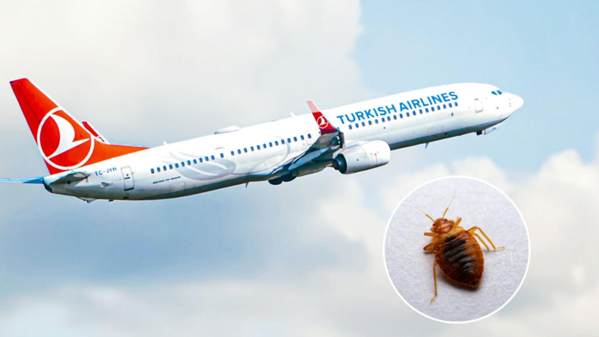 turkish-airlines-bedbugs-mak