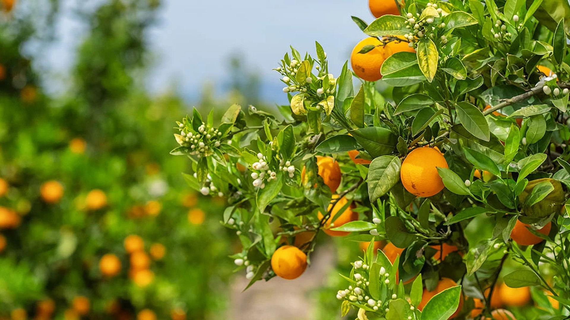 orange-trees
