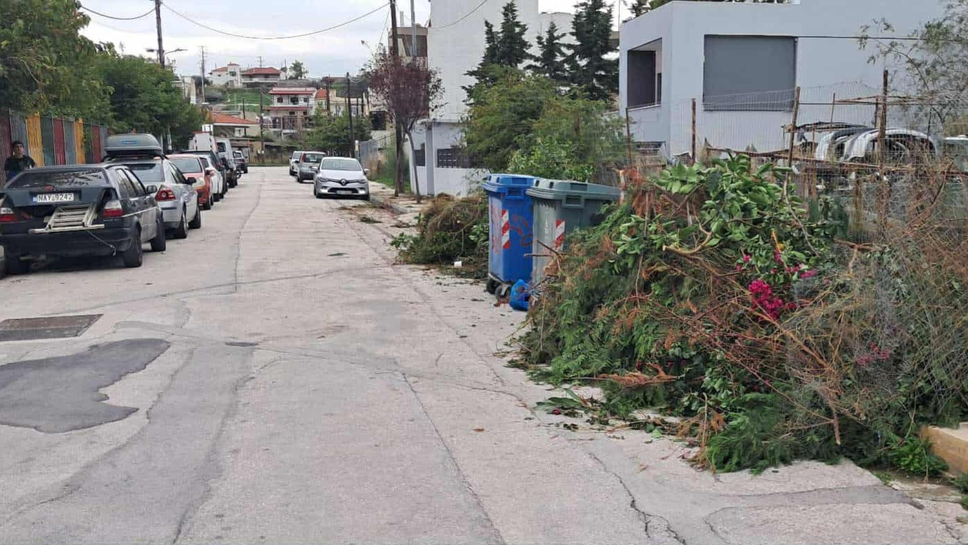 κλαδεματα