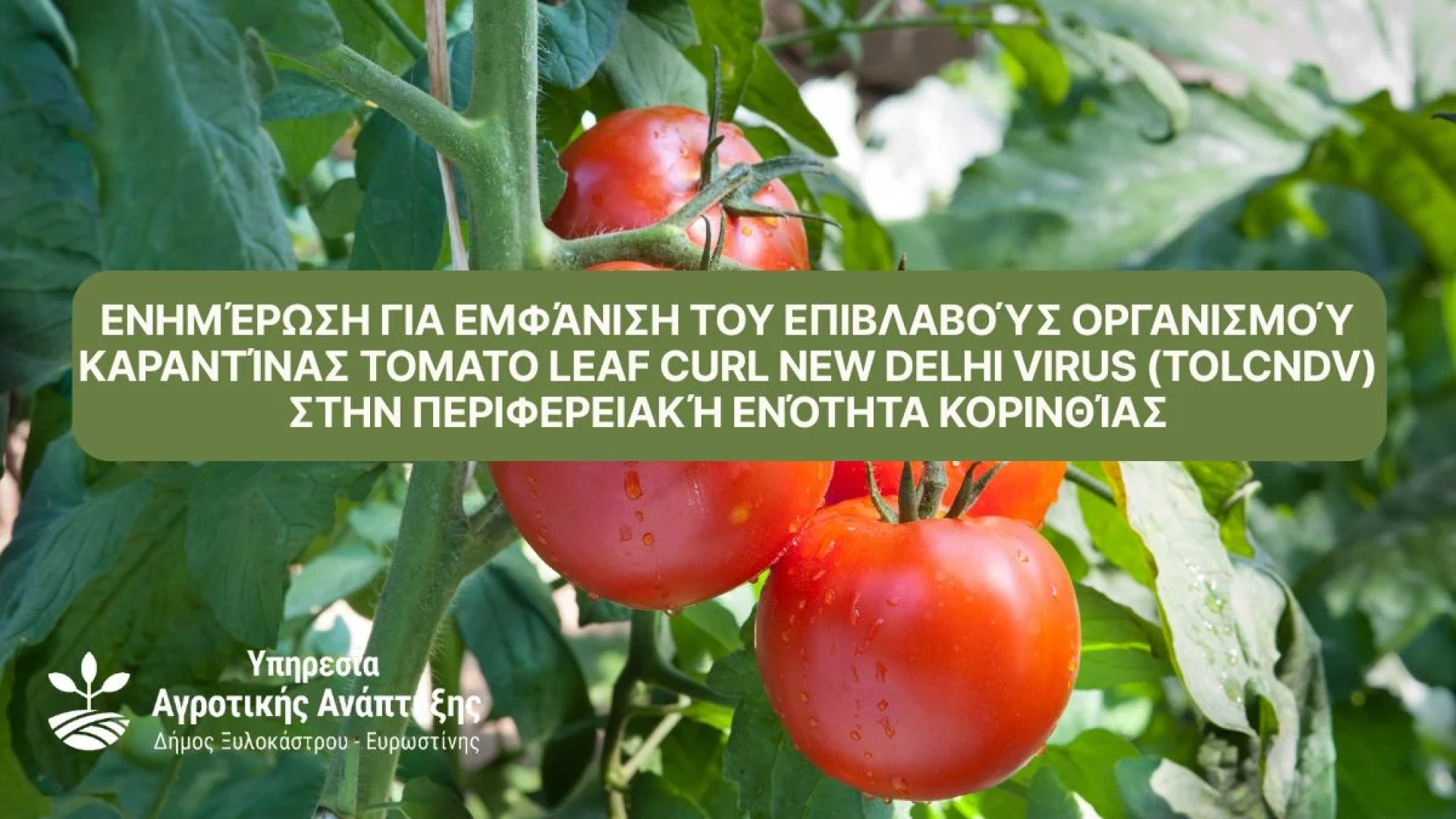 tomato