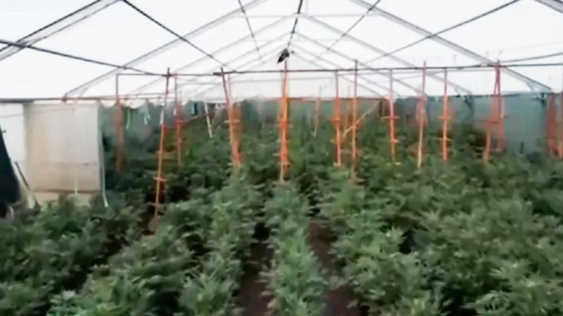 cndf