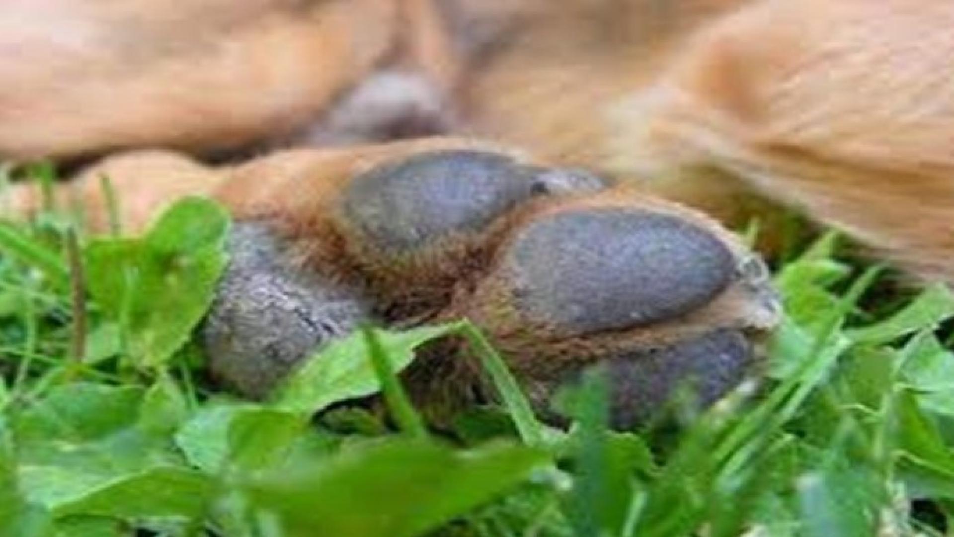 skilos